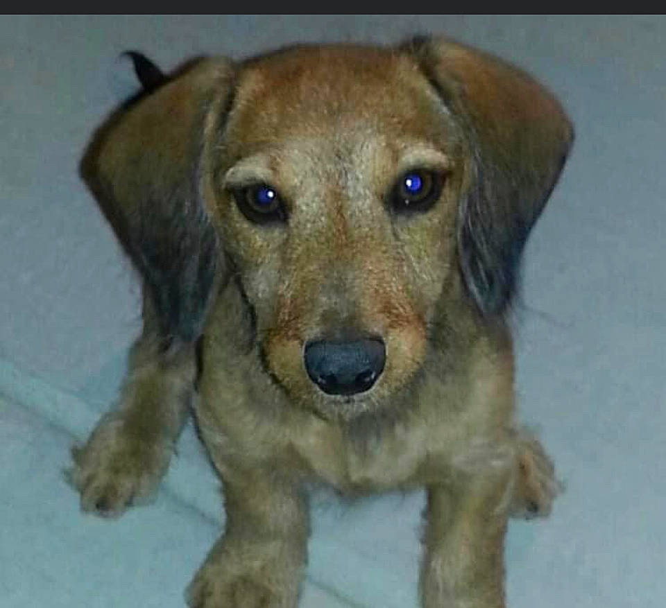 Cindylou is registered to the contest to win money with this photo: canidae, carnivore, companion_dog, dog, dog_breed, fawn, paw, snout, sporting_group, terrestrial_animal, whiskers, working_animal, working_dog