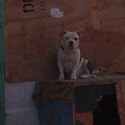 Jake joined the competition — help win amazing prizes! animal, blurry, brown, calm, dark, dog, furniture, grainy, home, indoor, low_light, pet, quiet, resting, shadow, sitting, still, structure, wall, white