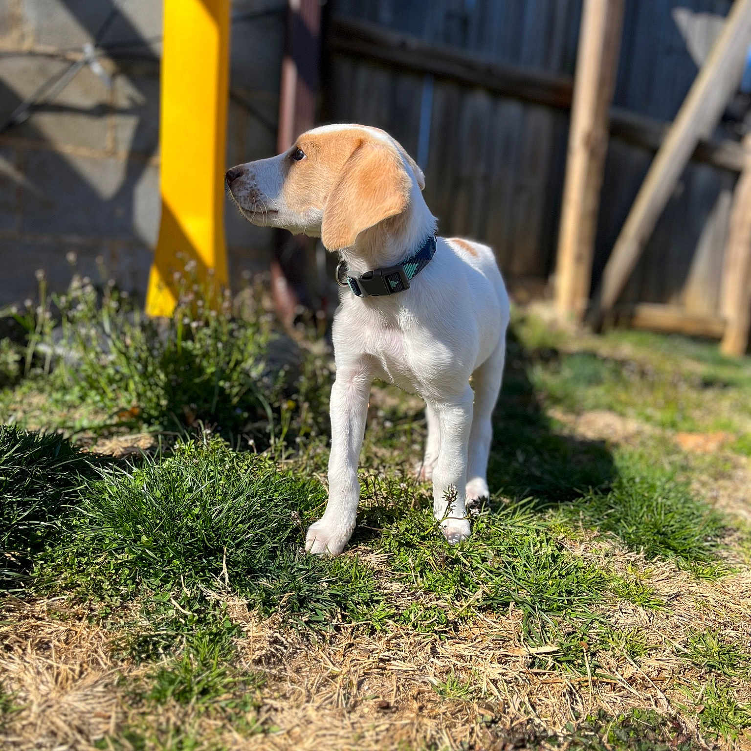 Scout