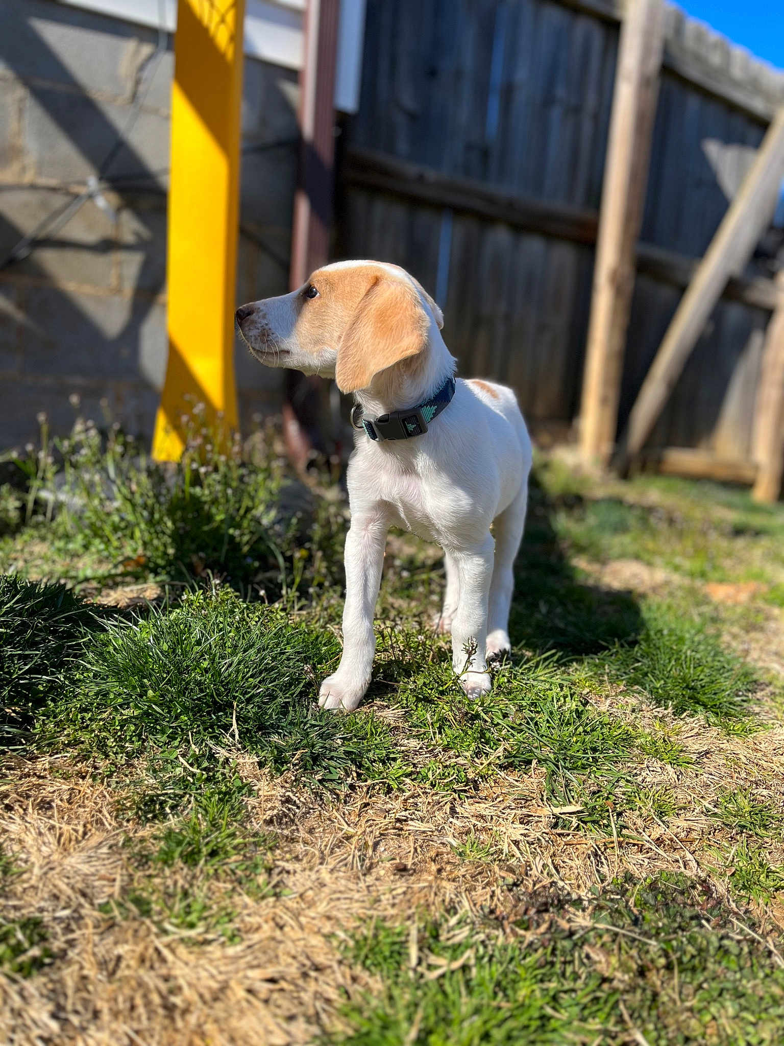 Scout