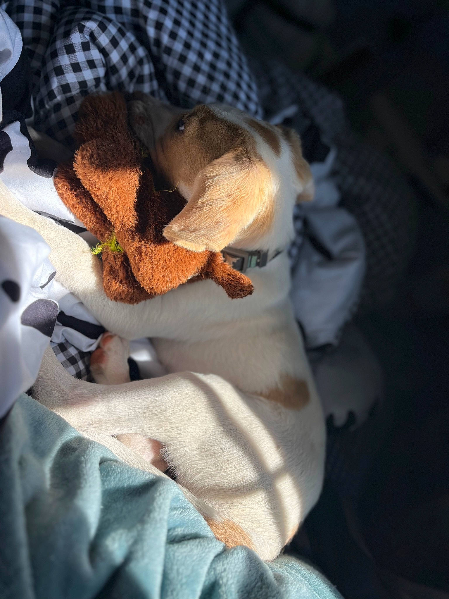 Scout is registered to the contest to win money with this photo: bed, bedding, comfort, eyelash, fawn, felidae, flesh, fur, human_leg, knee, linens, nail, nap, pattern, petal, plush, safety_glove, small_to_medium_sized_cats, stuffed_toy, toy