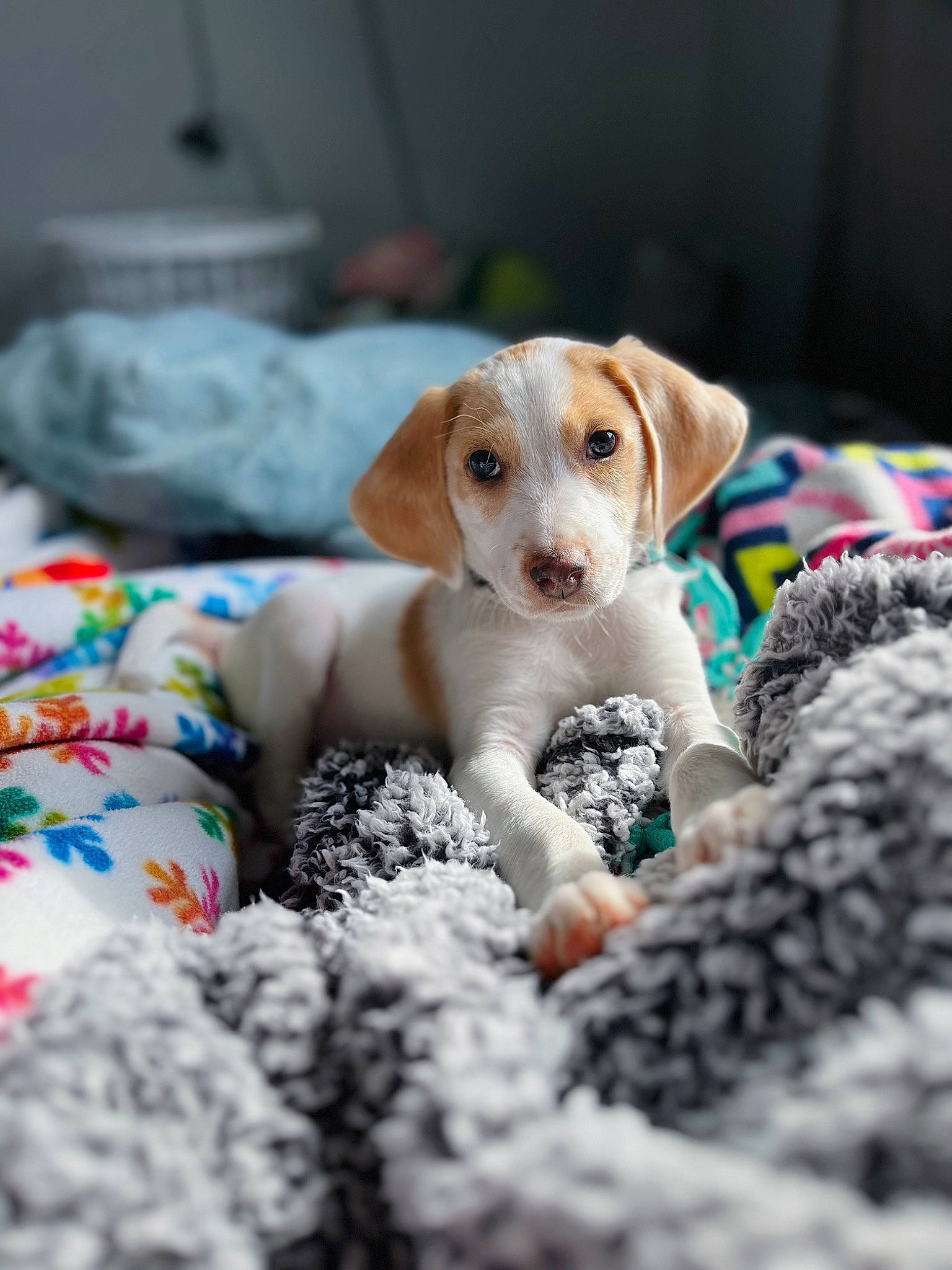 Scout is registered to the contest to win money with this photo: ball, canidae, carnivore, companion_dog, dog, dog_breed, dog_supply, dog_toy, fawn, fur, linens, non_sporting_group, pet_supply, recipe, scent_hound, snout, sporting_group, toy, vertebrate, whiskers