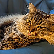 Ernest joined the competition — help win amazing prizes! animal, blue, cat, closeup, cozy, cushion, cute, ears, face, feline, fluffy, fur, indoor, pet, relaxed, resting, sleepy, tabby, tongue, whiskers