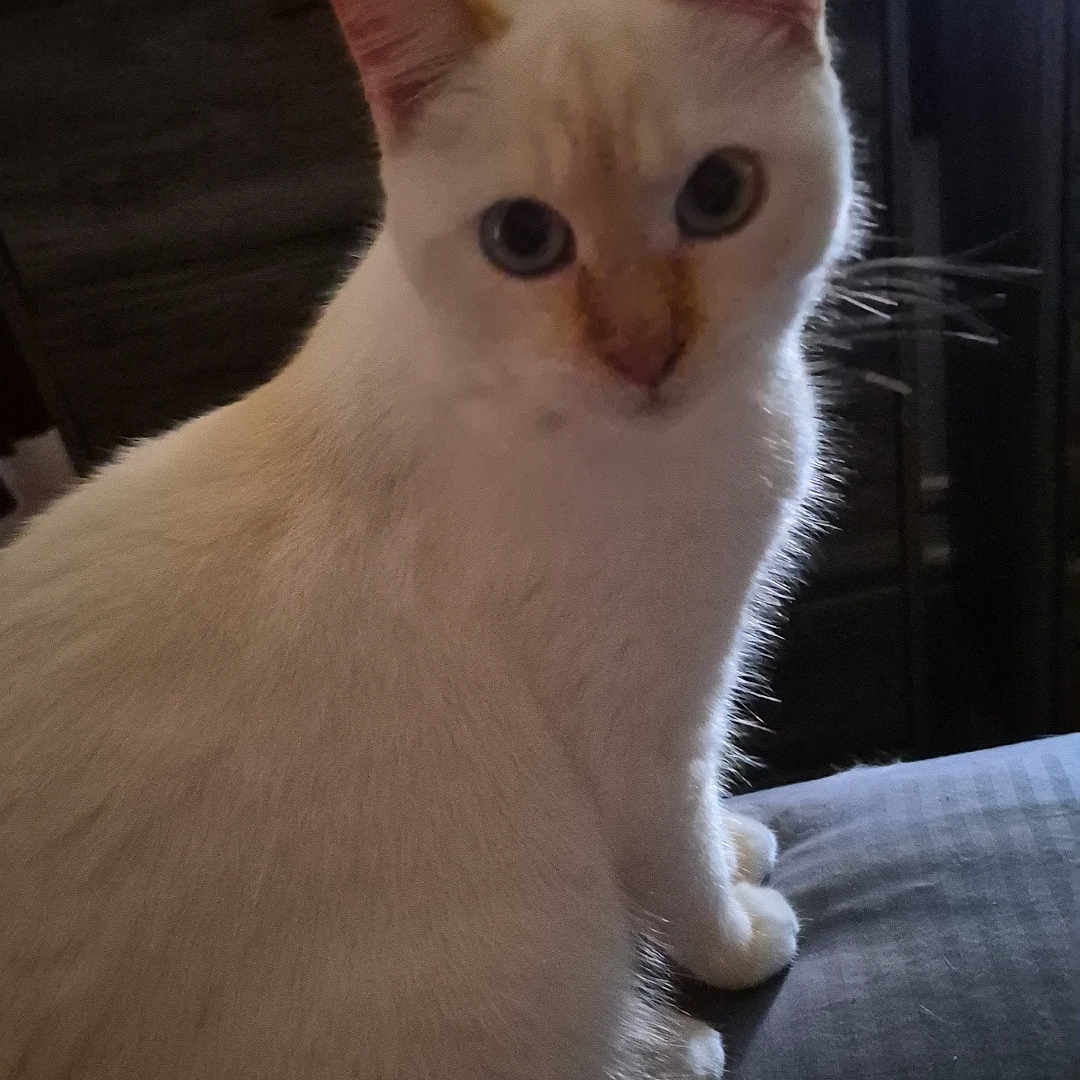 Dolly