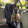 dog, french_bulldog, car_seat, child_seat, car_interior, leash, harness, backseat, window, daylight, park, greenery, pet, animal, sitting, restraint, vehicle, seatbelt, leather_seat, travel