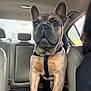 dog, french_bulldog, car_interior, pet, animal, seat, leather_seat, window, butterfly_decal, harness, ears, paw, closeup, domestic_animal, companion, transportation, mammal, alert, indoors, vehicle