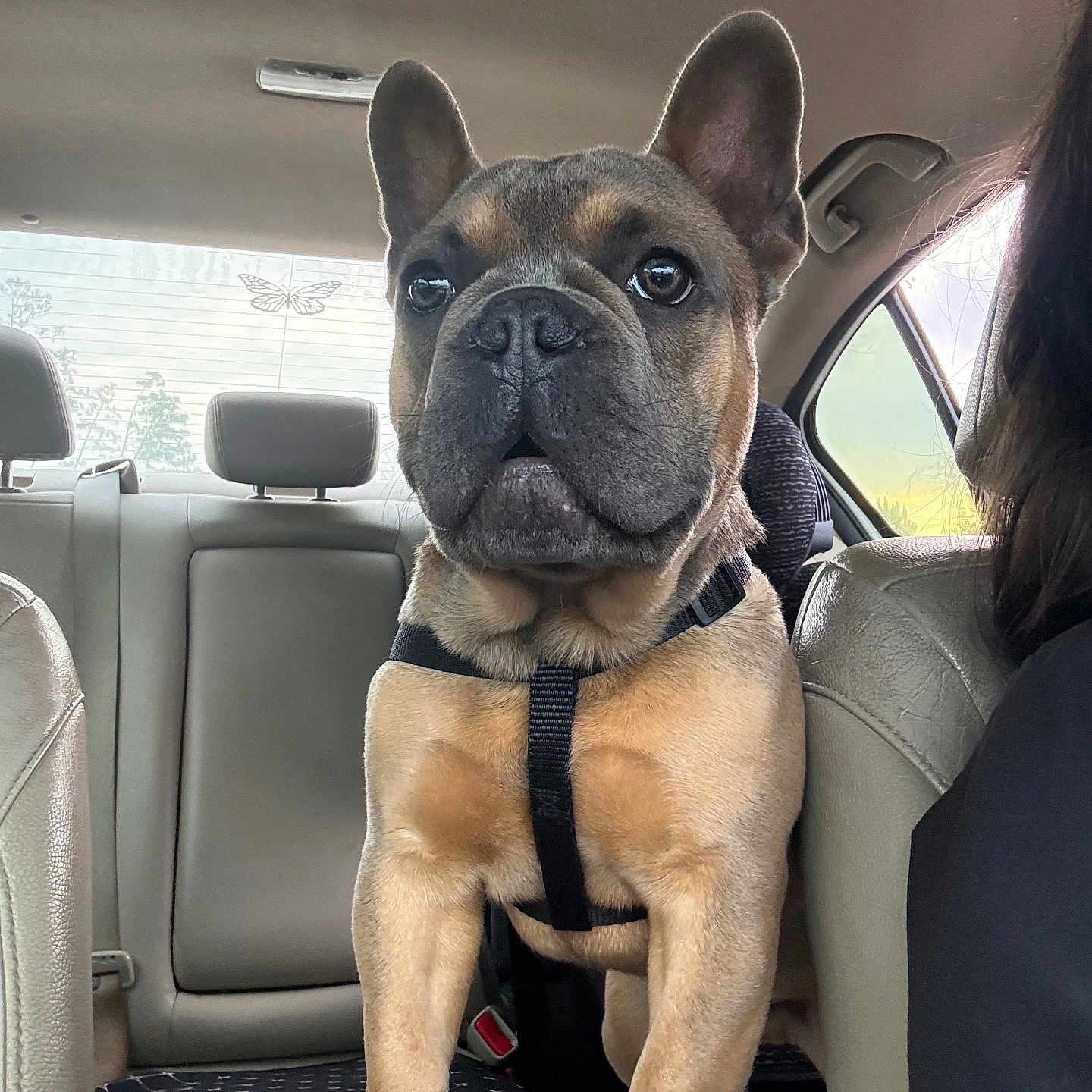 Goku joined the competition — help win amazing prizes! alert, animal, butterfly_decal, car_interior, closeup, companion, dog, domestic_animal, ears, french_bulldog, harness, indoors, leather_seat, mammal, paw, pet, seat, transportation, vehicle, window
