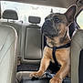 Goku is registered to the contest to win money with this photo: dog, french_bulldog, car, backseat, harness, pet, animal, window, butterfly, leather_seat, paw, interior, seat, headrest, looking, brown, tan, cute, domestic_animal, companion