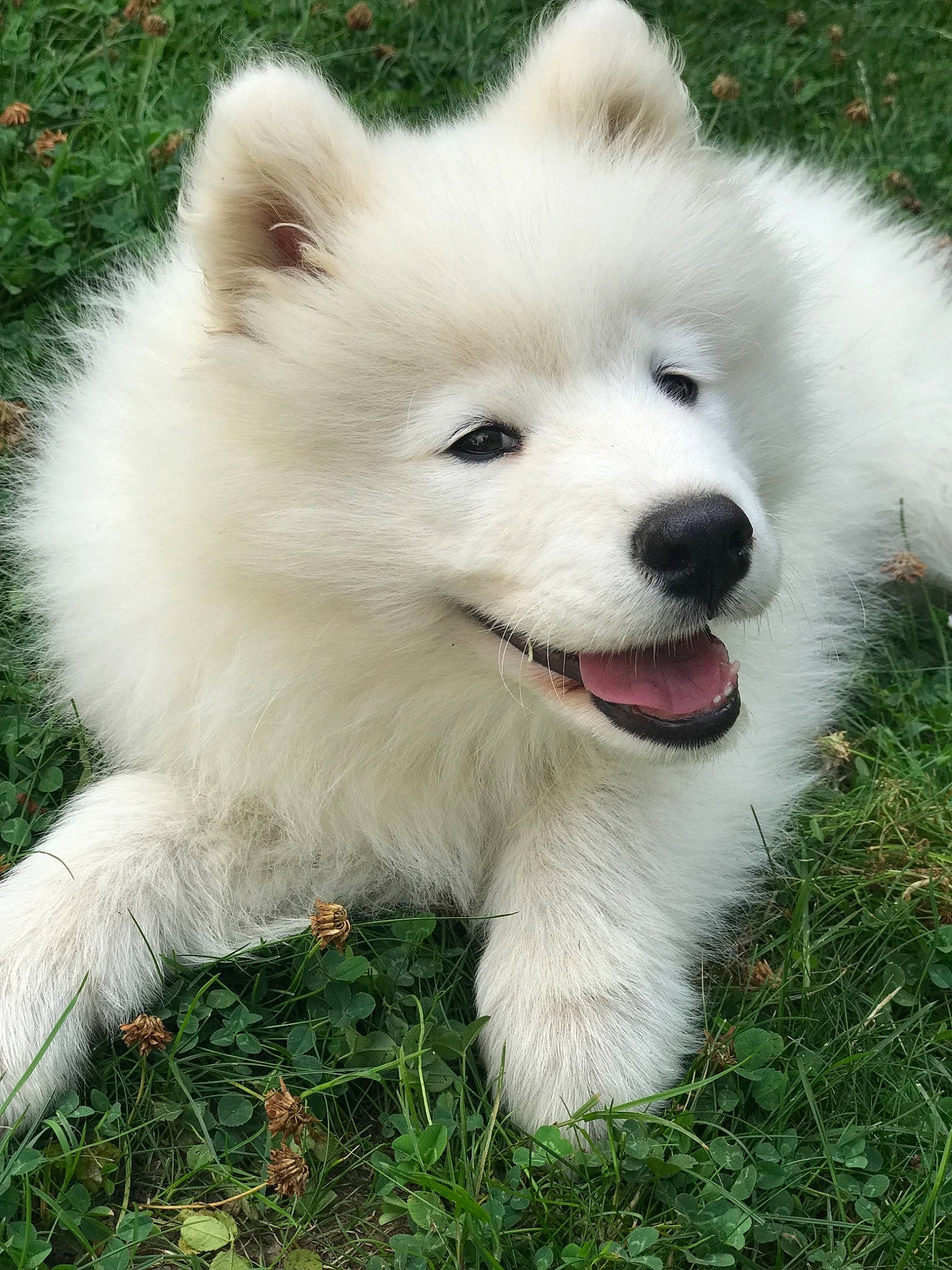 Plume participe au concours pour gagner de l'argent avec cette photo : american_eskimo_dog, berger_blanc_suisse, canadian_eskimo_dog, canidae, carnivore, companion_dog, dog, dog_breed, german_spitz, german_spitz_klein, german_spitz_mittel, indian_spitz, japanese_spitz, mammal, puppy, rare_breed_dog, samoyed, spitz, vertebrate, volpino_italiano