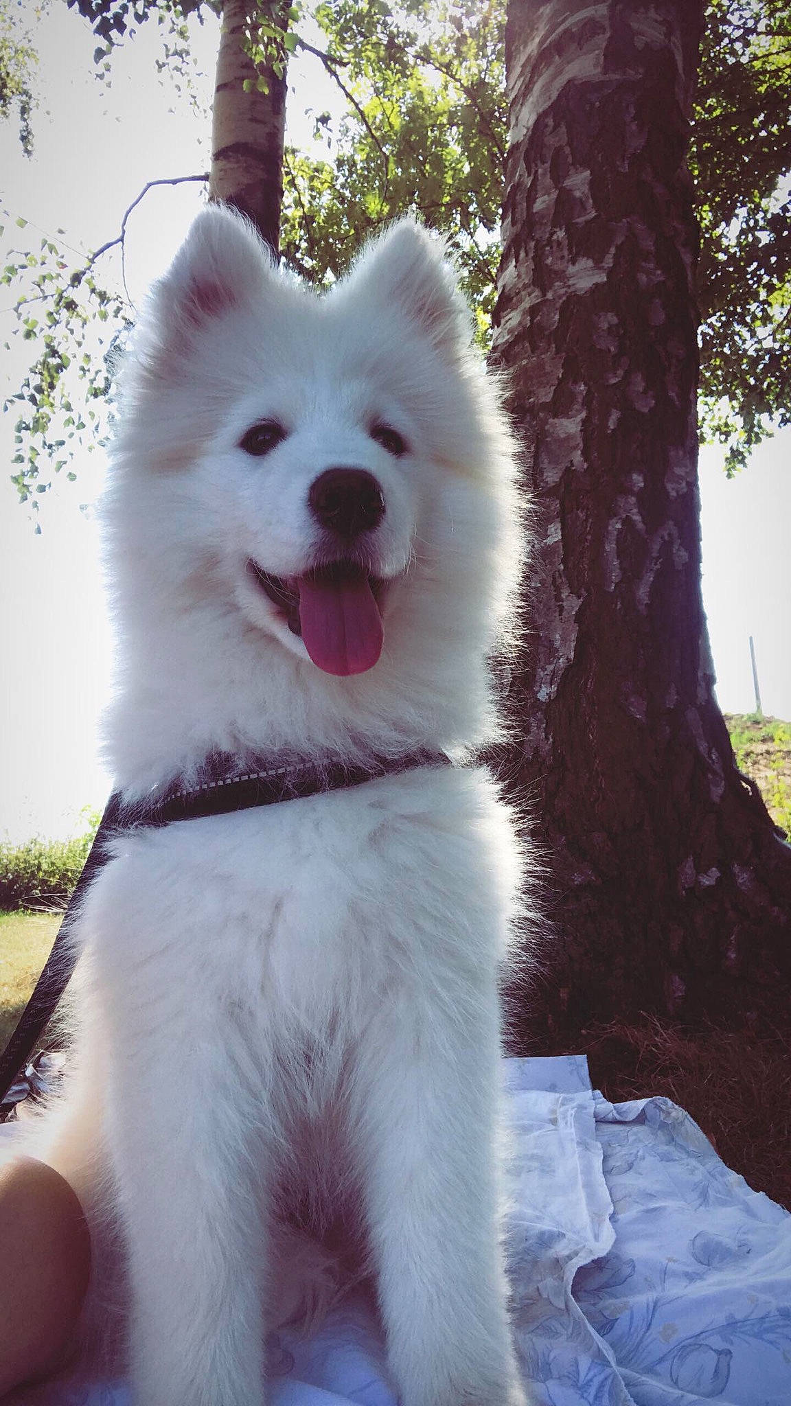 Plume a rejoint le concours — aidez-le/la à gagner de superbes lots ! akita, american_eskimo_dog, ancient_dog_breeds, berger_blanc_suisse, canadian_eskimo_dog, canidae, carnivore, companion_dog, dog, dog_breed, indian_spitz, japanese_spitz, mammal, rare_breed_dog, samoyed, siberian_husky, spitz, vertebrate, volpino_italiano, white_shepherd