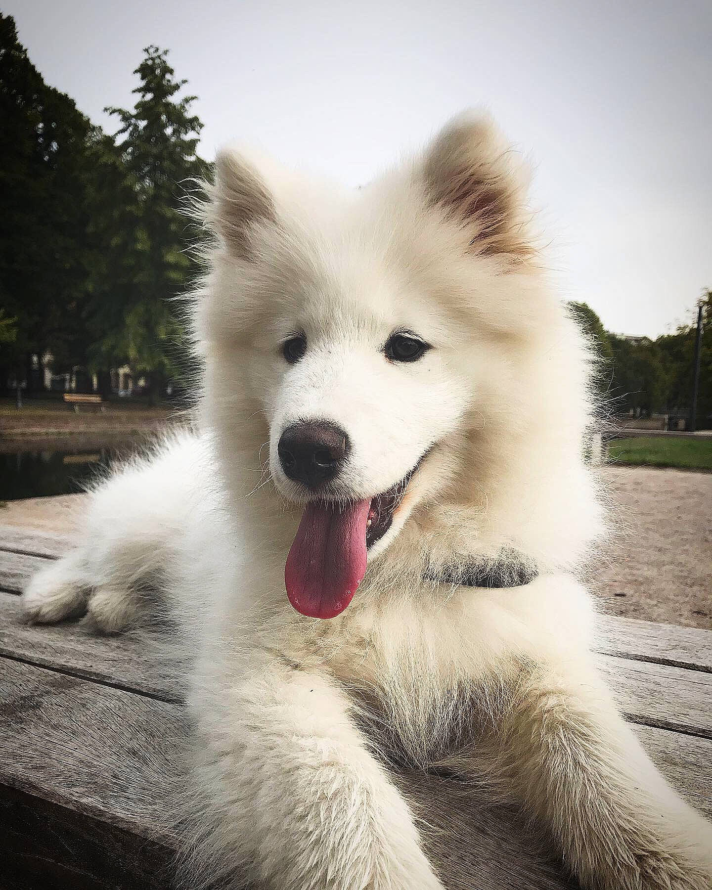 Plume participe au concours pour gagner de l'argent avec cette photo : american_eskimo_dog, ancient_dog_breeds, berger_blanc_suisse, canadian_eskimo_dog, canidae, carnivore, companion_dog, dog, dog_breed, greenland_dog, indian_spitz, japanese_spitz, mammal, puppy, rare_breed_dog, samoyed, siberian_husky, thai_bangkaew_dog, vertebrate, white_shepherd