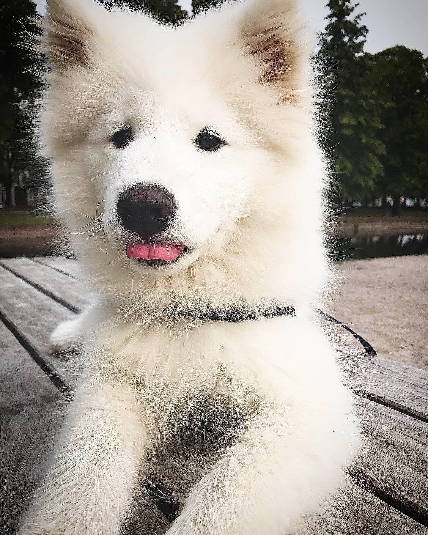 Plume participe au concours pour gagner de l'argent avec cette photo : ancient_dog_breeds, berger_blanc_suisse, canadian_eskimo_dog, canidae, carnivore, companion_dog, dog, dog_breed, indian_spitz, japanese_spitz, kintamani, mammal, nose, puppy, rare_breed_dog, samoyed, vertebrate, white_shepherd