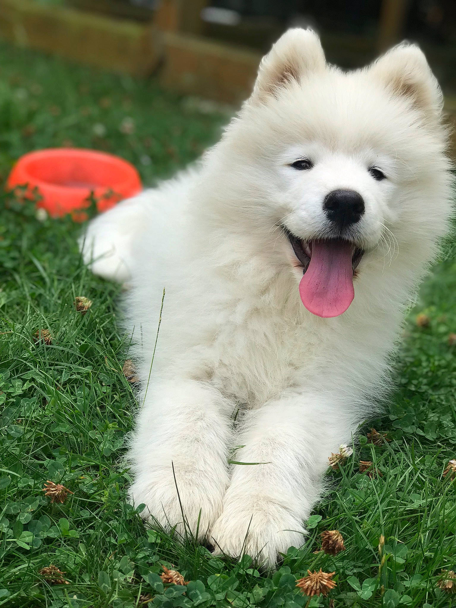 Plume a rejoint le concours — aidez-le/la à gagner de superbes lots ! akita, ancient_dog_breeds, berger_blanc_suisse, canidae, carnivore, companion_dog, dog, dog_breed, german_spitz_mittel, hokkaido, japanese_spitz, kintamani, mammal, puppy, rare_breed_dog, samoyed, spitz, vertebrate, volpino_italiano, white_shepherd