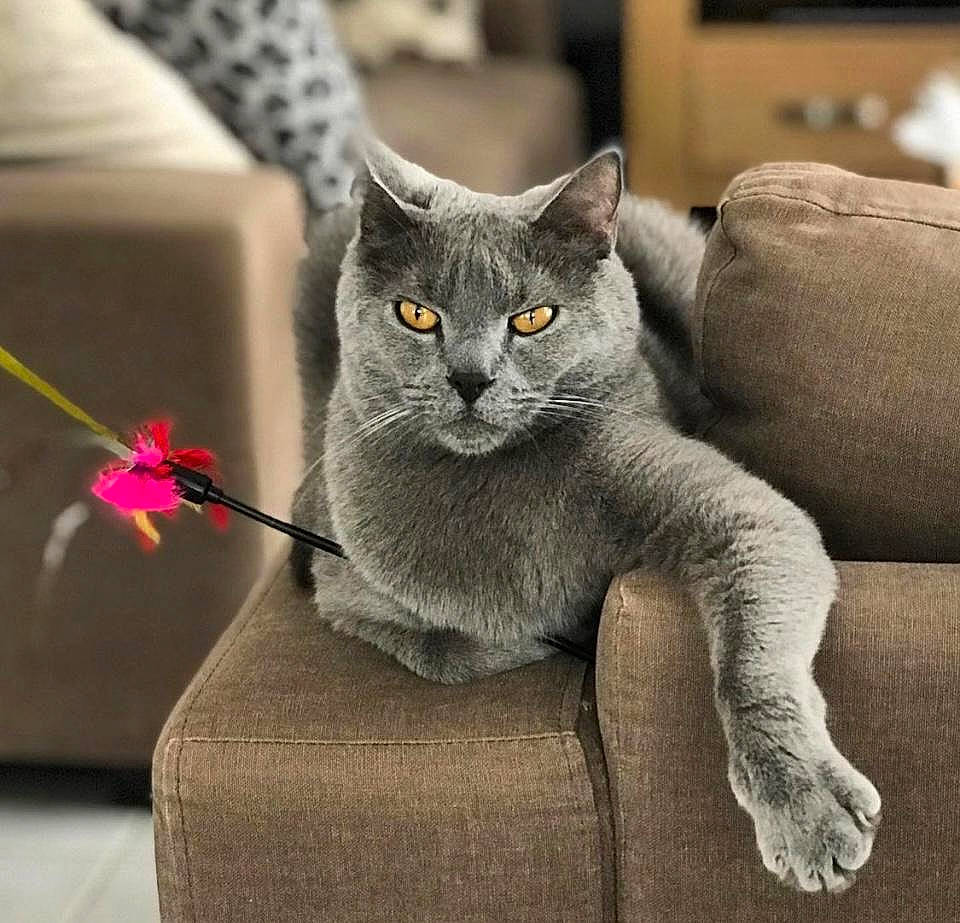 Maestro a rejoint le concours — aidez-le/la à gagner de superbes lots ! carnivore, cat, cat_supply, cat_toy, comfort, couch, domestic_short_haired_cat, felidae, flower, fur, grey, paw, petal, russian_blue, sitting, small_to_medium_sized_cats, snout, tail, whiskers, window