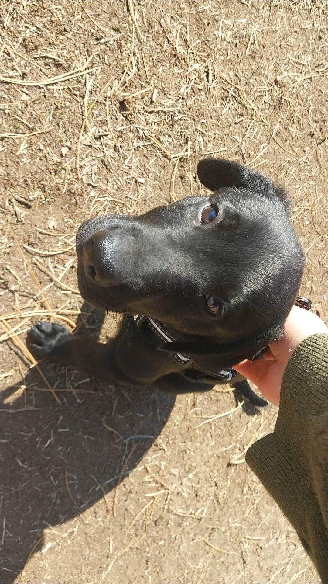 Shadoe is registered to the contest to win money with this photo: canidae, carnivore, collar, dog, dog_breed, dog_collar, fashion_accessory, grass, personal_protective_equipment, recreation, snout, soil, sporting_group, terrestrial_animal, whiskers, working_animal