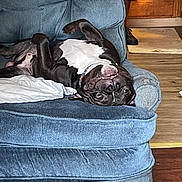 Shadow joined the competition — help win amazing prizes! animal, black_and_white, blue_couch, canine, collar, couch, dog, door, fur, furniture, house, indoor, pet, playful, relaxed, resting, smiling, tongue, upside_down, wooden_floor