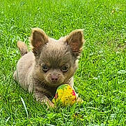 Benji participe au concours pour gagner de l'argent avec cette photo : puppy, dog, outdoor, grass, lawn, greenery, animal, pet, toy, ball, sitting, crouching, ears, brown_fur, small_dog, cute, portrait, nature, garden, playtime