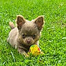 puppy, dog, outdoor, grass, lawn, greenery, animal, pet, toy, ball, sitting, crouching, ears, brown_fur, small_dog, cute, portrait, nature, garden, playtime