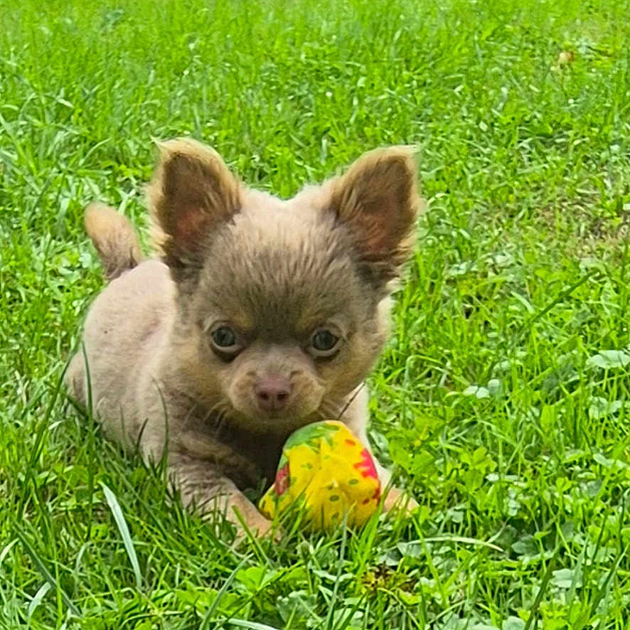 Benji participe au concours pour gagner de l'argent avec cette photo : puppy, dog, outdoor, grass, lawn, greenery, animal, pet, toy, ball, sitting, crouching, ears, brown_fur, small_dog, cute, portrait, nature, garden, playtime