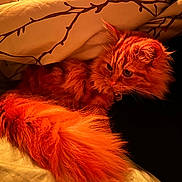 Tasha is registered to the contest to win money with this photo: animal, bed, blanket, cat, collar, comfort, cozy, cute, fluffy, fur, indoor, orange_cat, pet, relaxed, resting, sleepy, soft, tail, warm_lighting, whiskers