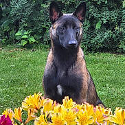 Maya participe au concours pour gagner de l'argent avec cette photo : dog, flower, yellow_flower, pink_flower, grass, greenery, garden, outdoor, nature, plant, pet, canine, animal, sitting, fur, ears, snout, portrait, summer, leaf