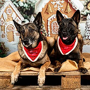 Maya is registered to the contest to win money with this photo: bandana, belgian_malinois, burlap, celebration, christmas, christmas_tree, cute, decorations, dog, festive, gingerbread_house, holiday, ornaments, pets, portrait, red, smiling, snow_effect, winter, wooden_pallet