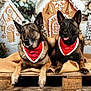 bandana, belgian_malinois, burlap, celebration, christmas, christmas_tree, cute, decorations, dog, festive, gingerbread_house, holiday, ornaments, pets, portrait, red, smiling, snow_effect, winter, wooden_pallet