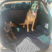 Louvia participe au concours pour gagner de l'argent avec cette photo : dog, canine, car, vehicle_interior, quilted_cover, sitting, lying_down, pet, tongue_out, alert, fur, ears, tail, sunlight, outdoor, transport, black_cover, happy, two_dogs, companion
