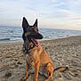 Louvia participe au concours pour gagner de l'argent avec cette photo : dog, german_shepherd, beach, sand, ocean, water, waves, sky, clouds, tongue, sitting, collar, pet, animal, outdoor, daytime, canine, nature, muzzle, ears