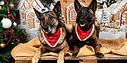 Louvia a rejoint le concours — aidez-le/la à gagner de superbes lots ! dog, belgian_malinois, christmas, holiday, festive, bandana, red, gingerbread_house, christmas_tree, ornaments, burlap, wooden_pallet, decorations, snow_effect, cute, pets, winter, celebration, portrait, smiling