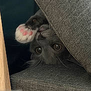 Pumba a rejoint le concours — aidez-le/la à gagner de superbes lots ! cat, grey_cat, paw, pink_paw_pads, couch, cushion, furniture, indoor, pet, animal, curious, close_up, whiskers, eyes, hidden, cozy, soft_texture, resting, playful, cute