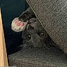 cat, grey_cat, paw, pink_paw_pads, couch, cushion, furniture, indoor, pet, animal, curious, close_up, whiskers, eyes, hidden, cozy, soft_texture, resting, playful, cute