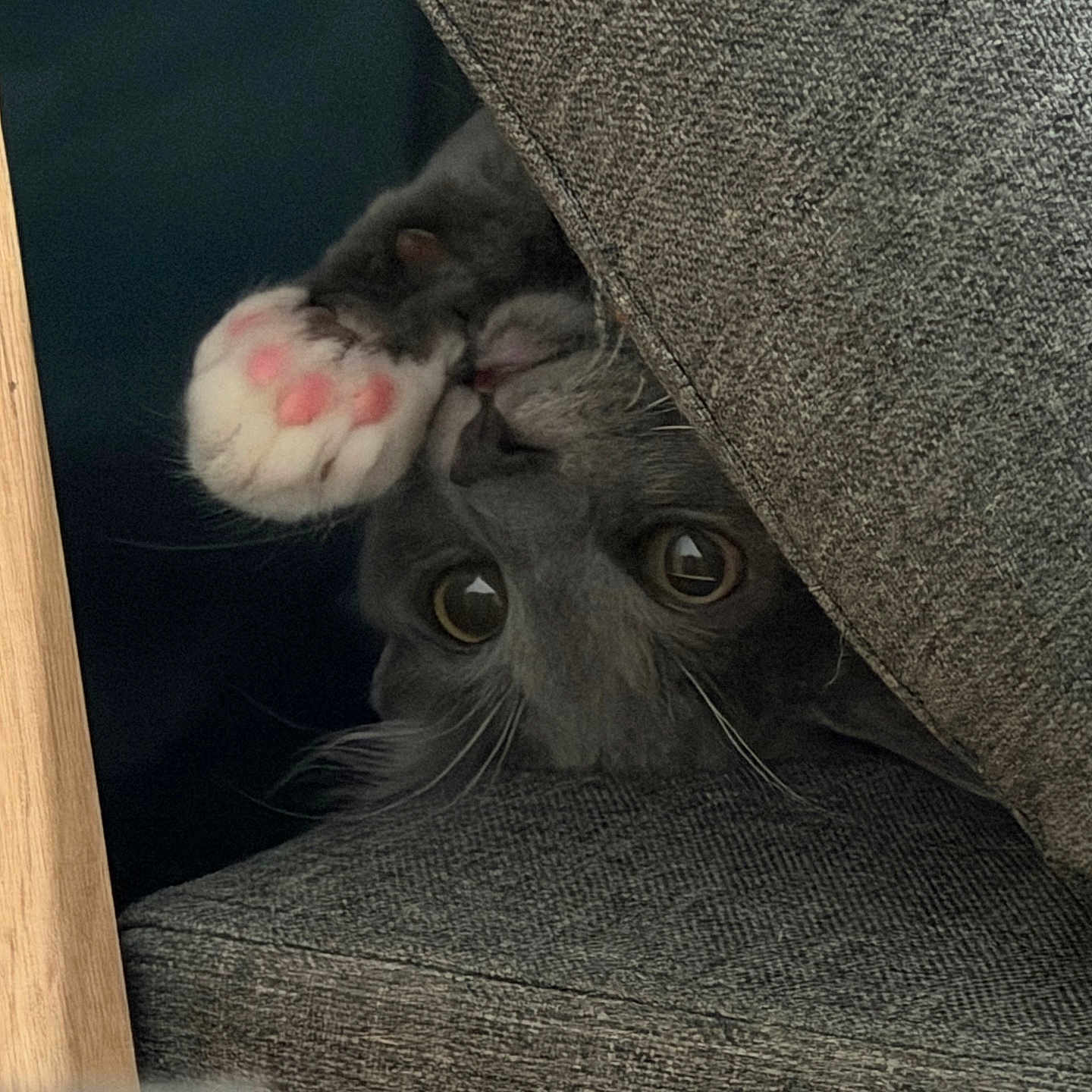 Pumba