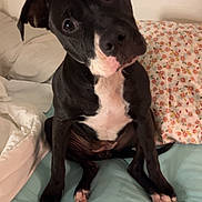 Ariah joined the competition — help win amazing prizes! dog, pet, black_and_white, bed, pillow, floral_pillow, blanket, indoor, head_tilt, curious, paws, snout, ears, eyes, sitting, portrait, cozy, bedroom, domestic_animal, playful