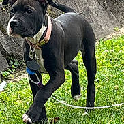 Ariah is registered to the contest to win money with this photo: puppy, dog, black_dog, grass, outdoor, collar, pet, animal, young_dog, playful, canine, nature, greenery, walking, cute, alert, fur, mammal, leash, side_view