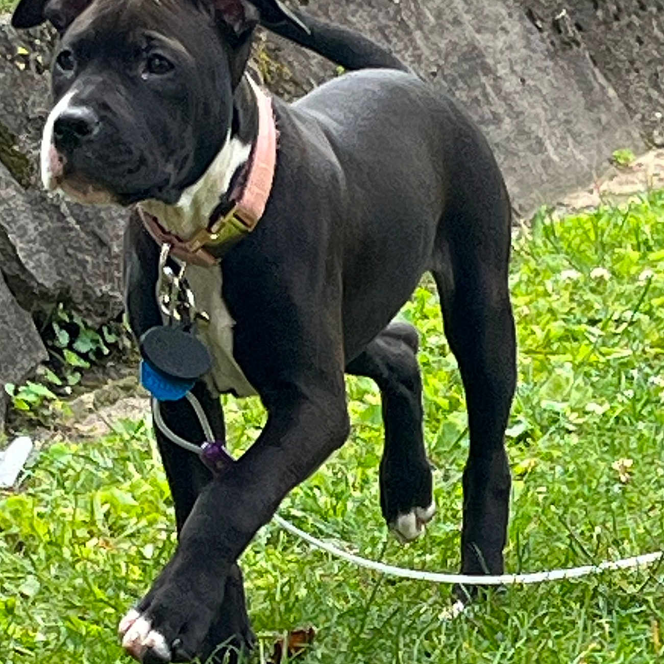 Ariah is registered to the contest to win money with this photo: alert, animal, black_dog, canine, collar, cute, dog, fur, grass, greenery, leash, mammal, nature, outdoor, pet, playful, puppy, side_view, walking, young_dog