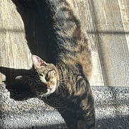 Bella Rose is registered to the contest to win money with this photo: animal, cat, cozy, daylight, domestic_cat, ear, flooring, fur, indoor, paw, pet, relaxation, rug, shadow, stretching, striped, sunlight, tabby, whiskers, wooden_floor