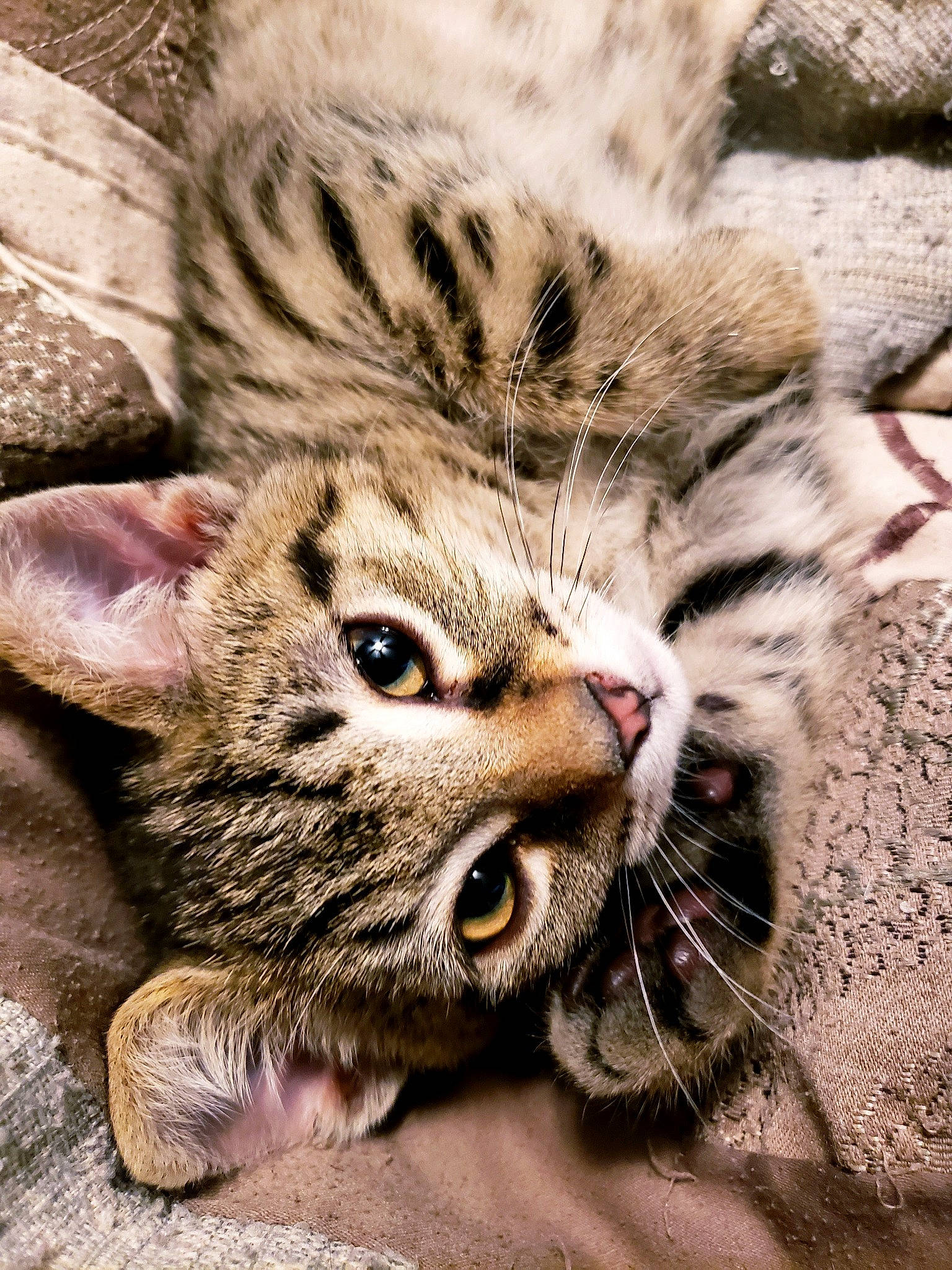 Atreyu is registered to the contest to win money with this photo: american_shorthair, asian, california_spangled, carnivore, cat, close_up, domestic_short_haired_cat, dragon_li, european_shorthair, felidae, kitten, mammal, pixie_bob, rusty_spotted_cat, small_to_medium_sized_cats, snout, tabby_cat, vertebrate, whiskers, wild_cat