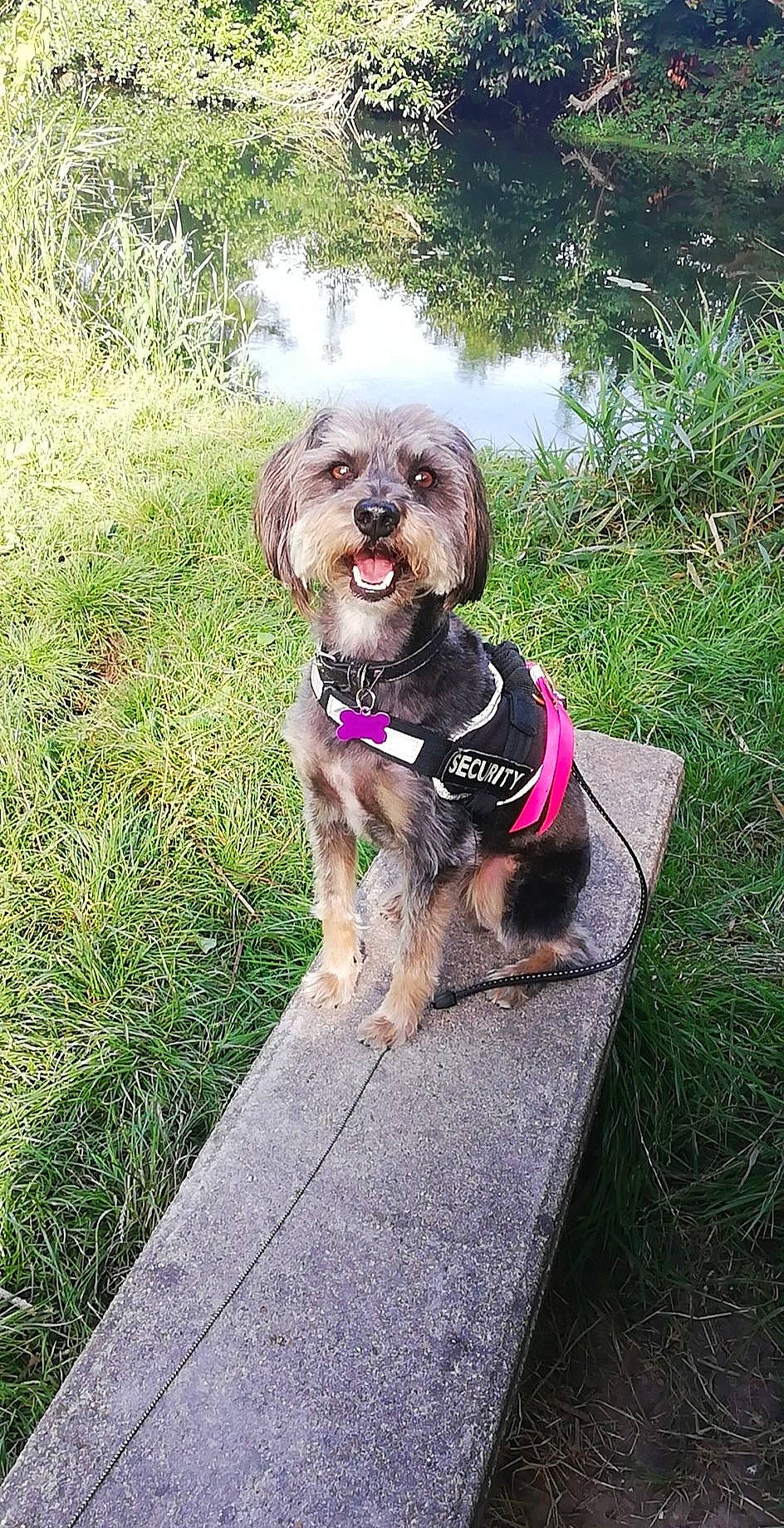 Mojito participe au concours pour gagner de l'argent avec cette photo : bolonka, canidae, carnivore, chinese_imperial_dog, companion_dog, dog, dog_breed, grass, havanese, lhasa_apso, mammal, morkie, puppy, schnoodle, shih_tzu, sporting_group, toy_dog, vertebrate, yorkipoo, yorkshire_terrier