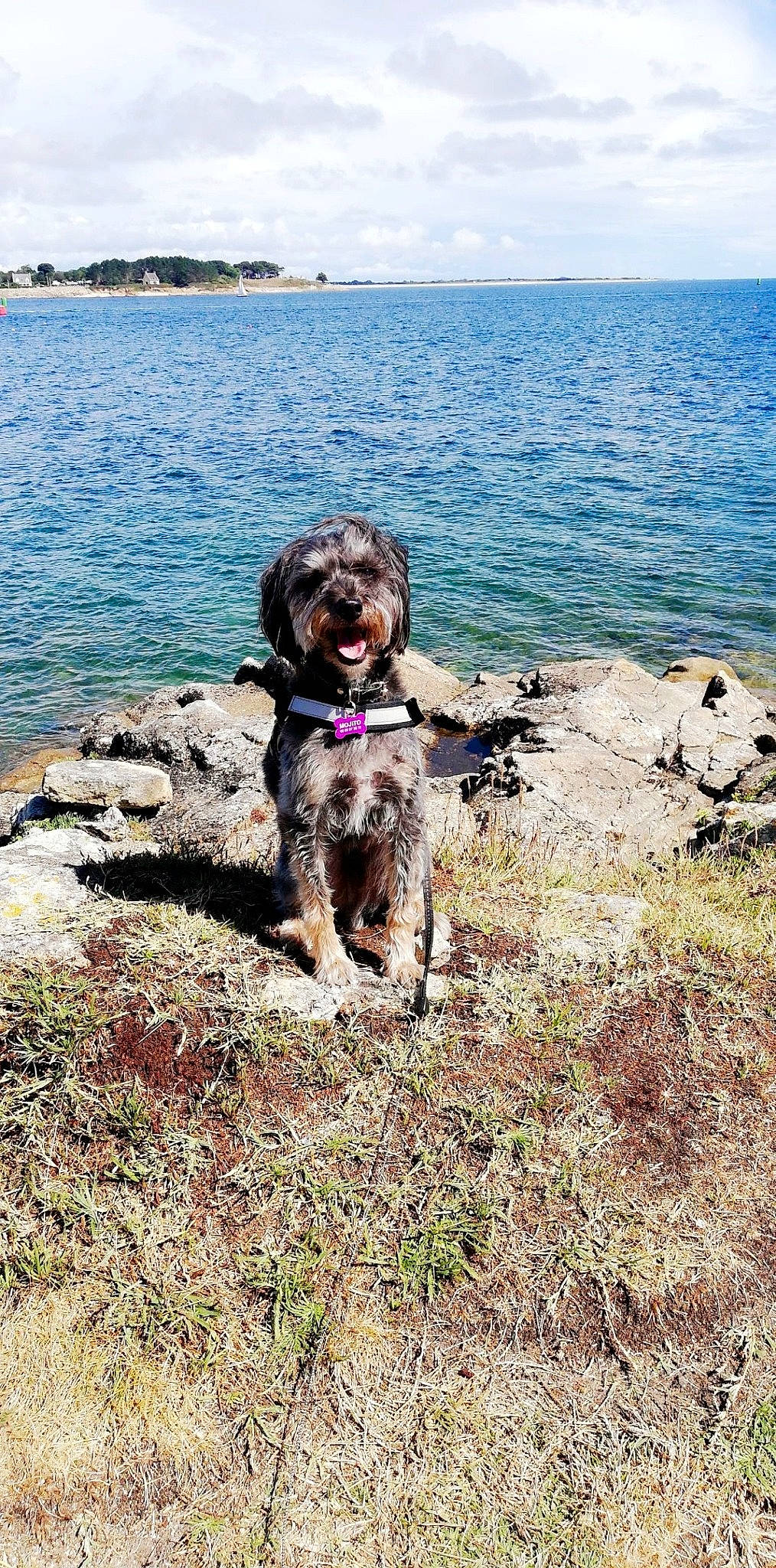 Mojito participe au concours pour gagner de l'argent avec cette photo : canidae, cao_da_serra_de_aires, carnivore, dog, dog_breed, labradoodle, sporting_group, terrier, wirehaired_pointing_griffon