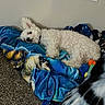 dog, white_dog, sleeping, lying_down, fluffy, curly_fur, pet, blanket, blue_blanket, cozy, indoors, bed, carpet, home, nap, relaxed, cute, animal, wall, electrical_outlet