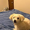 Buster is registered to the contest to win money with this photo: dog, puppy, small_dog, curly_fur, cream_colored, fluffy, pet, animal, lying_down, bed, blanket, bedroom, indoor, portrait, closeup, brown_door, blue_blanket, cozy, home, cute