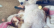 Buster is registered to the contest to win money with this photo: animal, architecture, blanket, building, canine, clothing, couch, dog, electronics, footwear, furniture, homedecor, indoors, person, pet, poodle, puppy, remotecontrol, shoe, whitedog