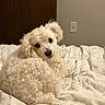 Buster joined the competition — help win amazing prizes! dog, puppy, white_dog, fluffy, curly_fur, small_dog, pet, animal, cute, sleepy, relaxed, lying_down, bed, blanket, bedroom, indoor, portrait, close_up, brown_door, wall_outlet