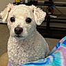 dog, white_dog, fluffy, curly_fur, small_dog, pet, animal, portrait, indoors, living_room, sitting, blanket, rainbow_blanket, tie_dye, black_nose, dark_eyes, ear_flaps, cute, cozy, home
