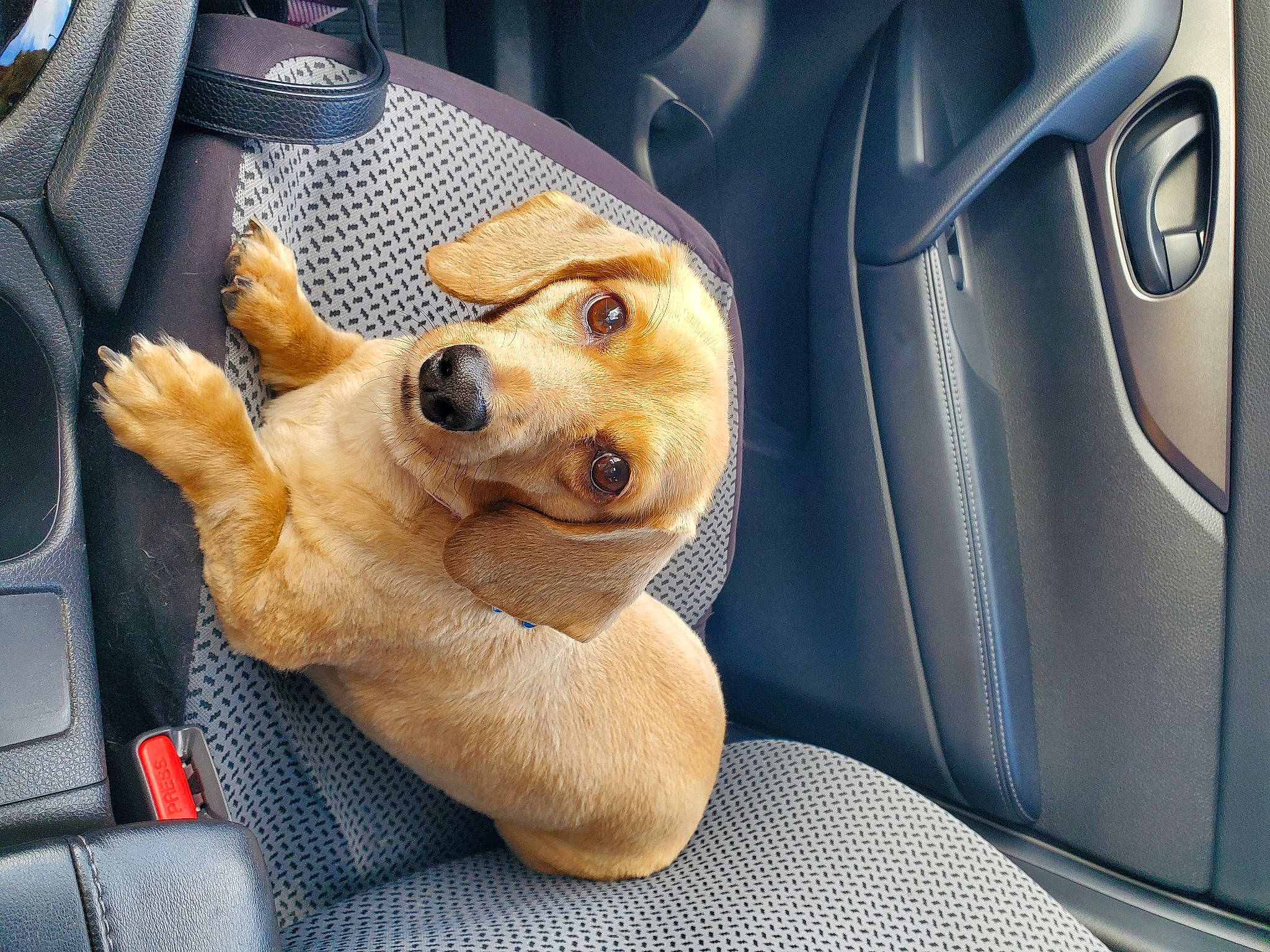 Jojo joined the competition — help win amazing prizes! auto_part, automotive_exterior, automotive_mirror, car, car_seat, car_seat_cover, carnivore, comfort, companion_dog, dog, dog_breed, fawn, head_restraint, motor_vehicle, smile, snout, vehicle, vehicle_door, whiskers, working_animal