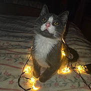 Tootsie Roll joined the competition — help win amazing prizes! kitten, cat, gray_and_white, string_lights, bed, blanket, floral_pattern, indoor, pet, cute, curious, whiskers, paws, cozy, warm_lighting, night, soft_texture, animal, domestic_cat, small