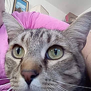 Junior is registered to the contest to win money with this photo: carnivore, cat, domestic_short_haired_cat, ear, eye, felidae, fur, photo_caption, small_to_medium_sized_cats, snout, terrestrial_animal, whiskers, window