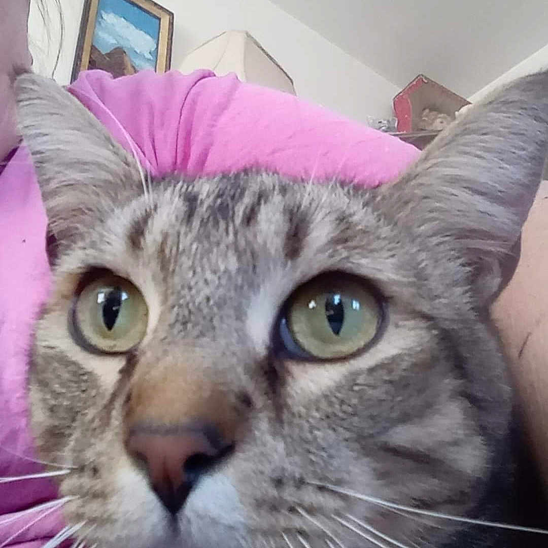 Junior is registered to the contest to win money with this photo: carnivore, cat, domestic_short_haired_cat, ear, eye, felidae, fur, photo_caption, small_to_medium_sized_cats, snout, terrestrial_animal, whiskers, window