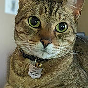 Waldo joined the competition — help win amazing prizes! cat, tabby_cat, close_up, green_eyes, collar, bell, indoor, pet, animal, whiskers, fur, face, ears, resting, curious, domestic_cat, portrait, feline, table, pattern